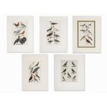 5 Plates Bird Ilustrations, Colored Copper Engravings, c. 1847 5 colored copper engravings on wove