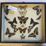 A glazed box of butterflies.