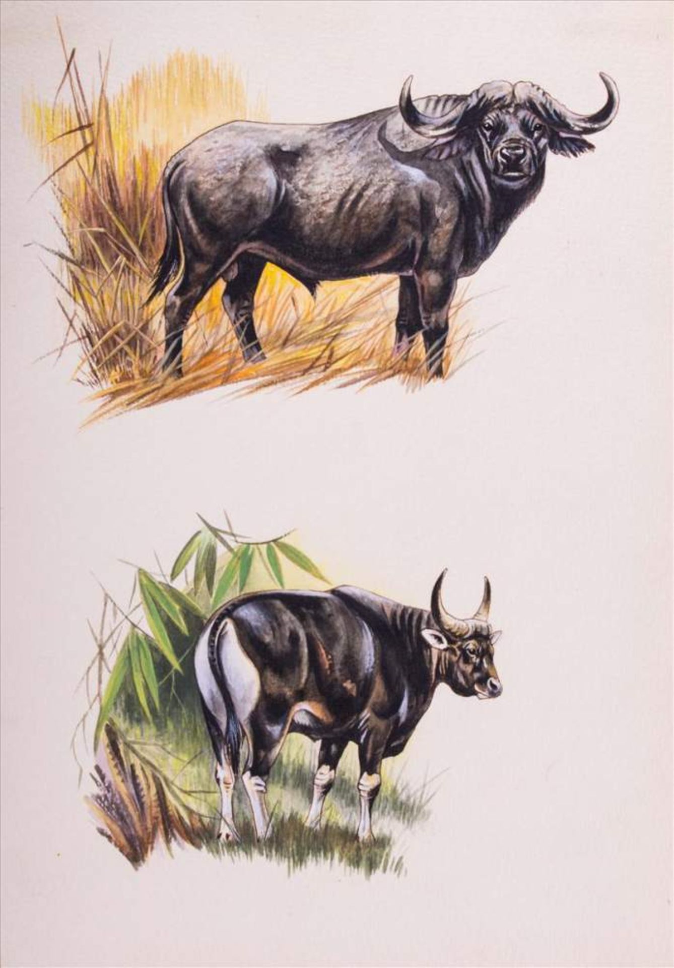 Johannes BREITMEIER (XX)"Tiere aus aller Welt"Zeichnung-Aquarell, 29,7 cm x 21 cm,verso Stempel