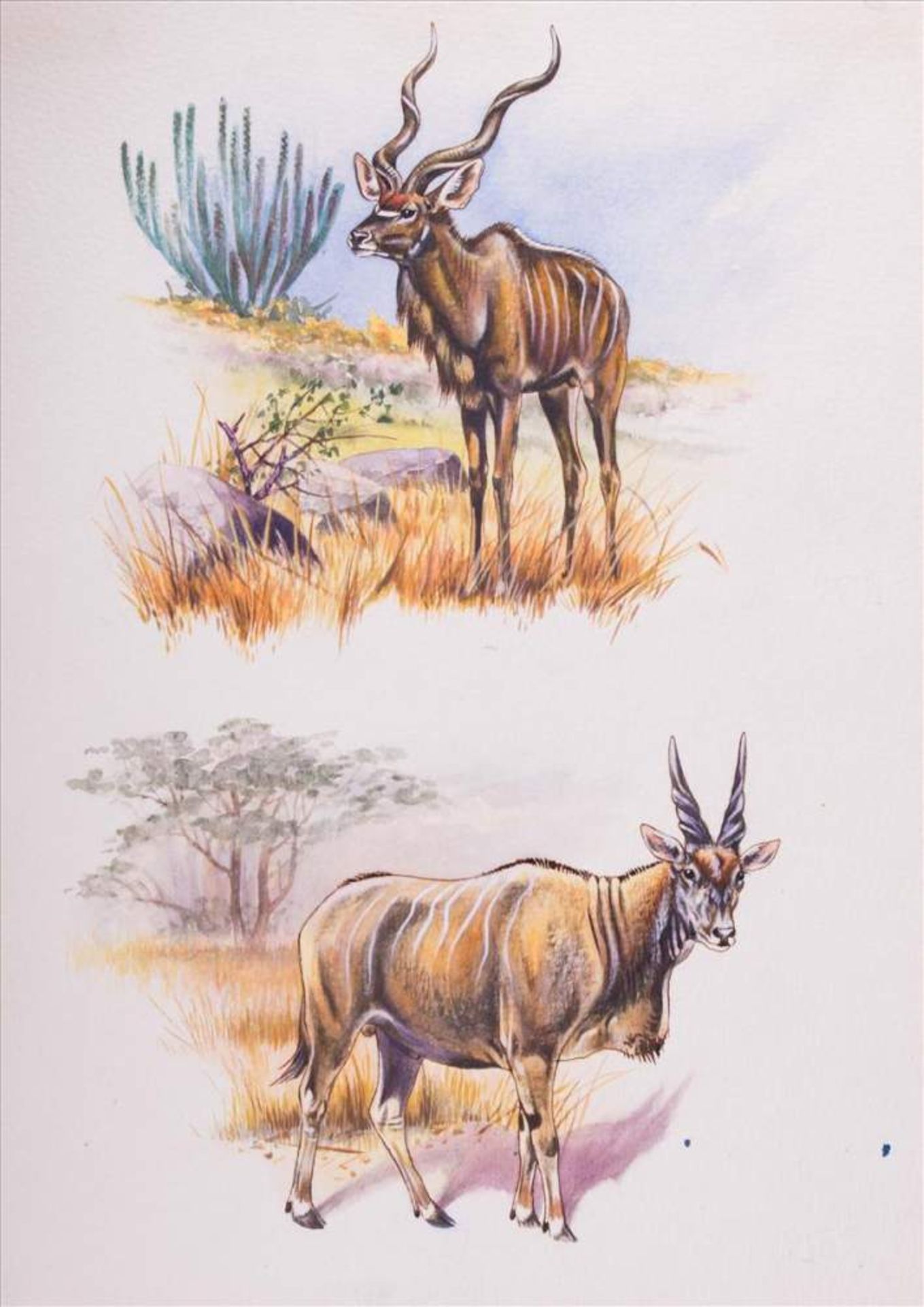 Johannes BREITMEIER (XX)"Tiere aus aller Welt"Zeichnung-Aquarell, 29,7 cm x 21 cm,verso Stempel
