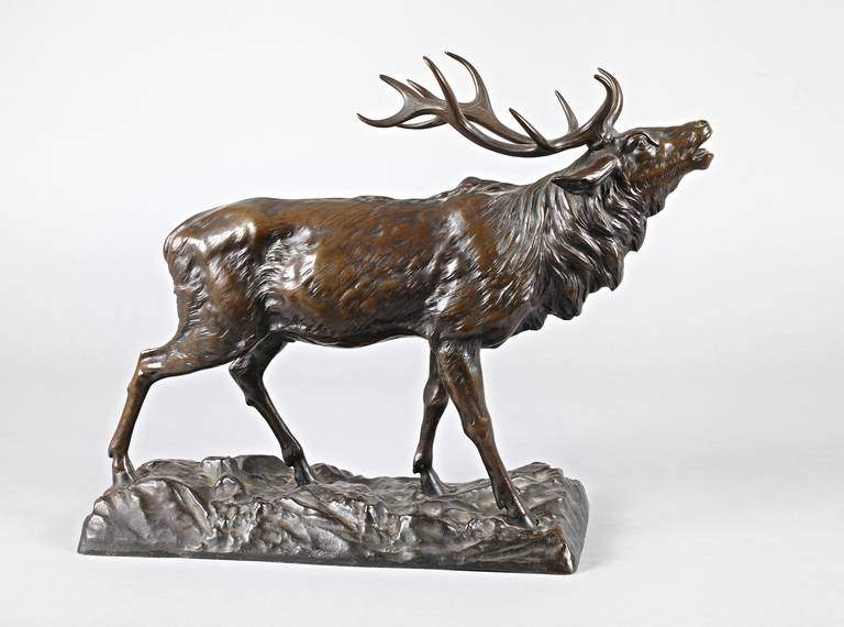 Bronze röhrender Hirsch Ende 19. Jh., unsigniert, Bronze braun patiniert, kapitaler röhrender
