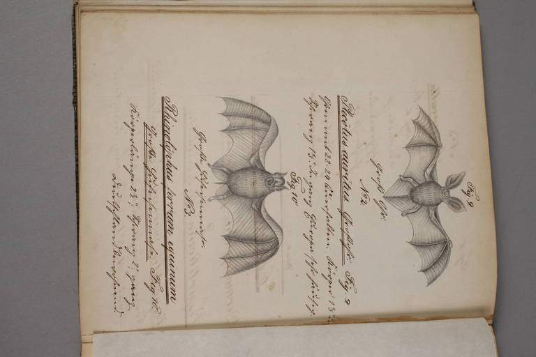 Botanische Abschrift des Freimund Edlich, um 1840/50, feine kalligrafische Abschrift in Tusche mit - Image 3 of 3