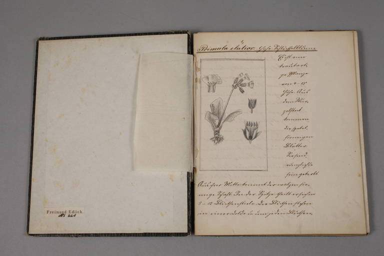 Botanische Abschrift des Freimund Edlich, um 1840/50, feine kalligrafische Abschrift in Tusche mit - Image 2 of 3
