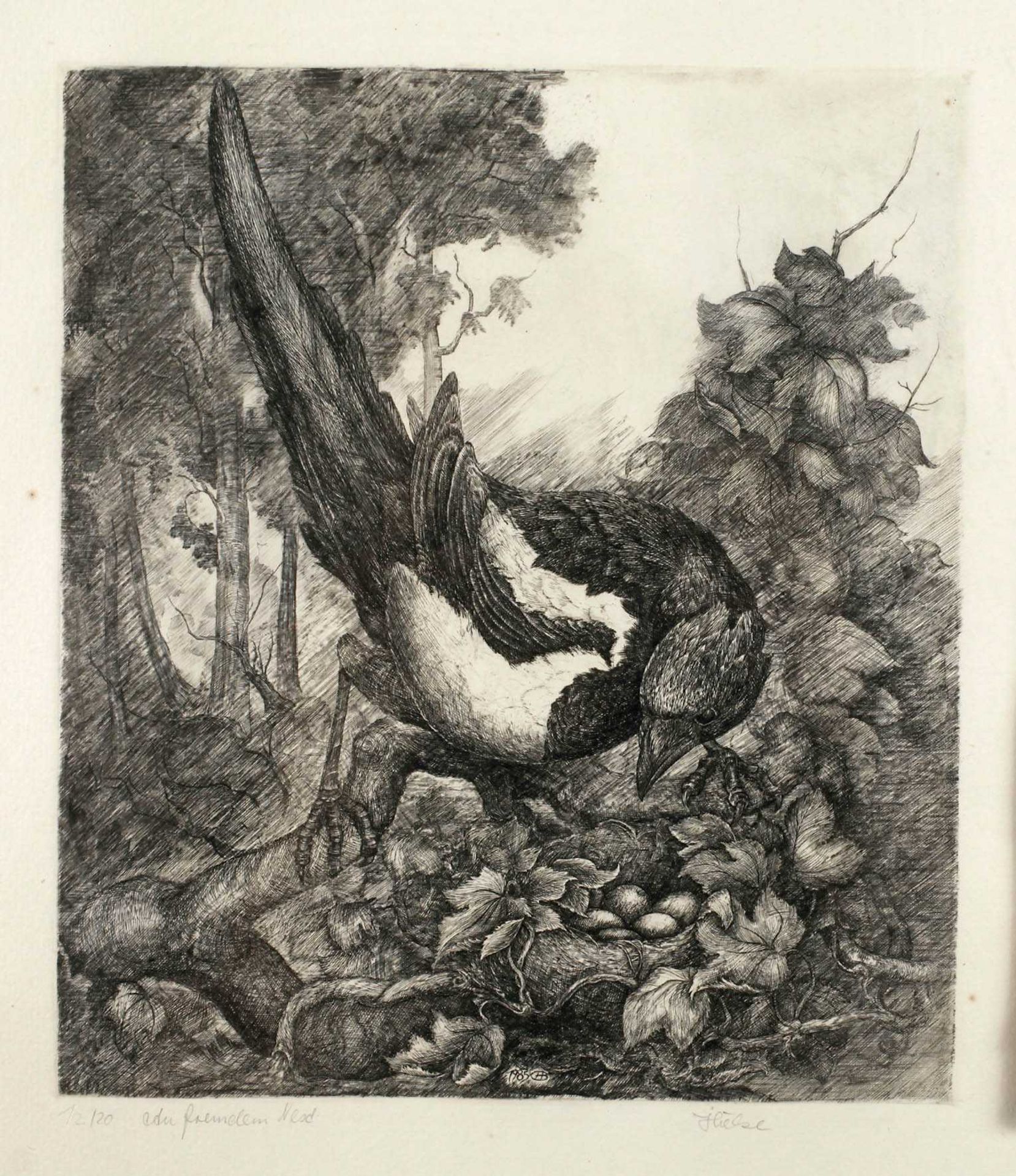 Bernd Hieke, "Am fremden Nest" Elster an einem Nest, umgeben von Blattwerk, Kupferstich, unter der