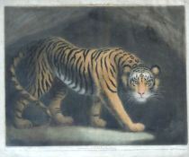 James NORTHCOTE (1746 - 1831). A Tyger.52 cm 64 cm das Blatt. "Painted by Ja. Northcote. Published