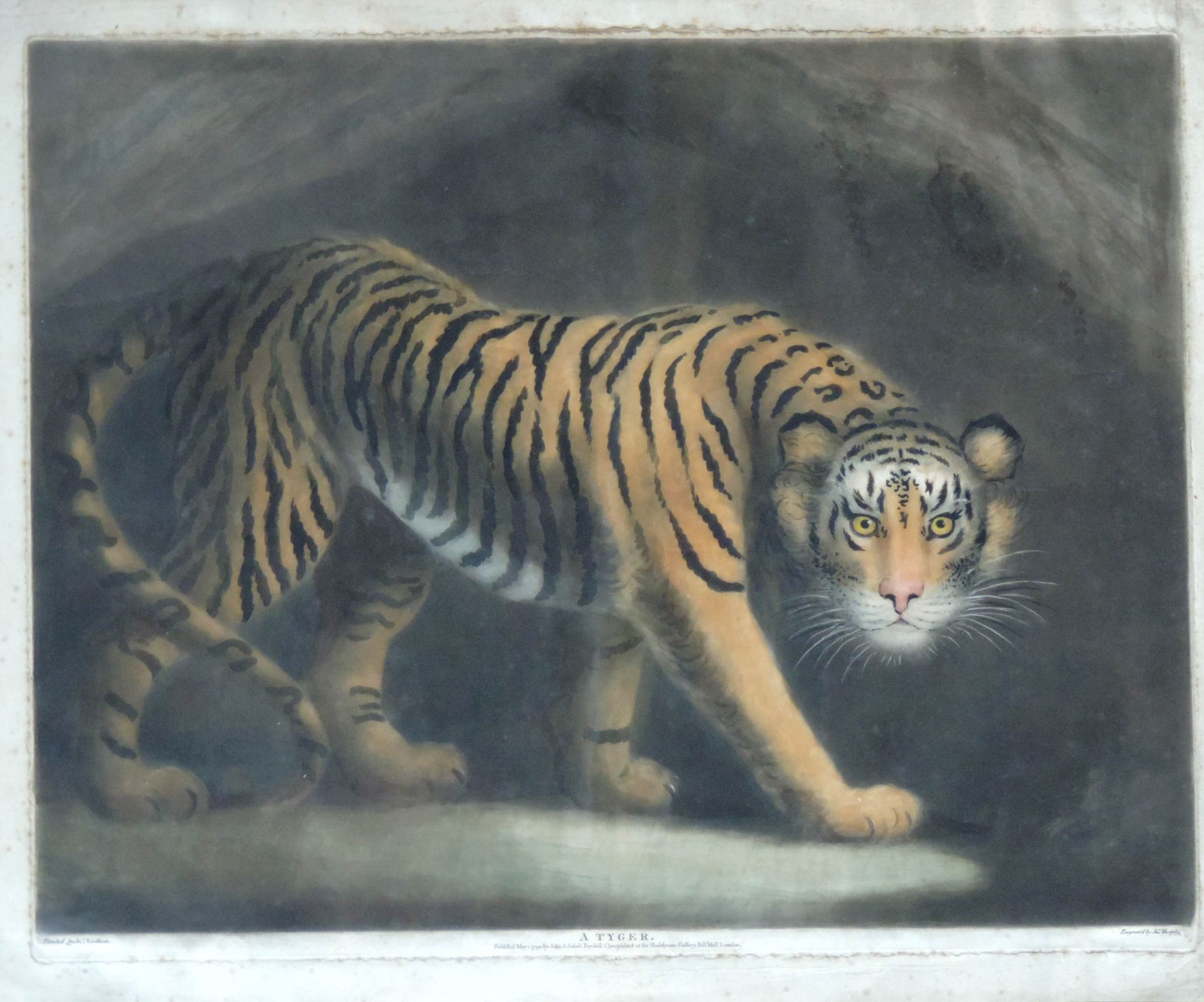 James NORTHCOTE (1746 - 1831). A Tyger.52 cm 64 cm das Blatt. "Painted by Ja. Northcote. Published