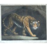 James NORTHCOTE (1746 - 1831). A Tyger.52 cm 64 cm das Blatt. "Painted by Ja. Northcote. Published