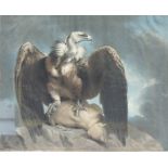 James NORTHCOTE (1746 - 1831). Vulture & Lamb.48 cm x 61 cm das Blatt. Bezeichnet: "Painted by J.