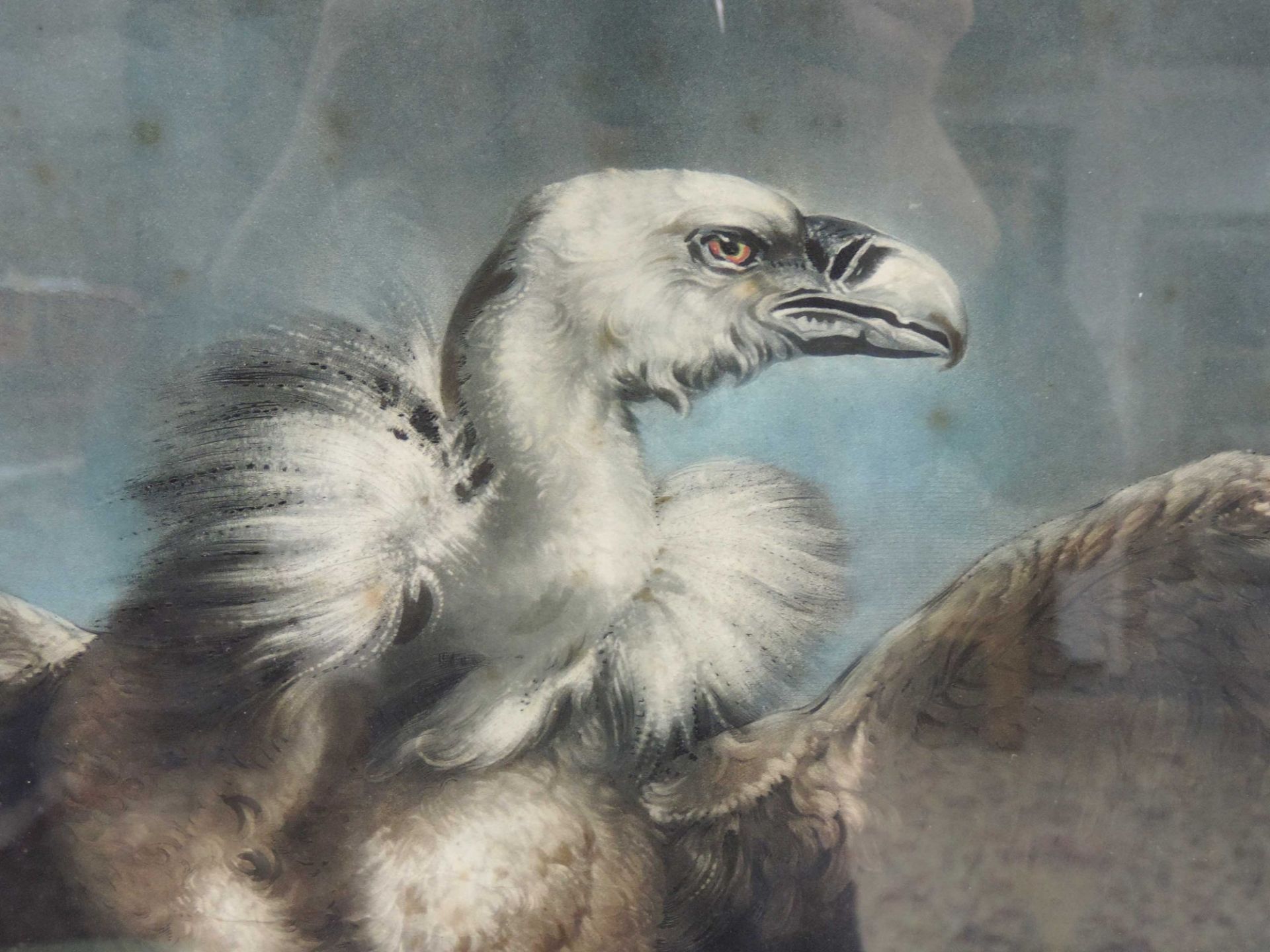 James NORTHCOTE (1746 - 1831). Vulture & Lamb.48 cm x 61 cm das Blatt. Bezeichnet: "Painted by J. - Bild 3 aus 8