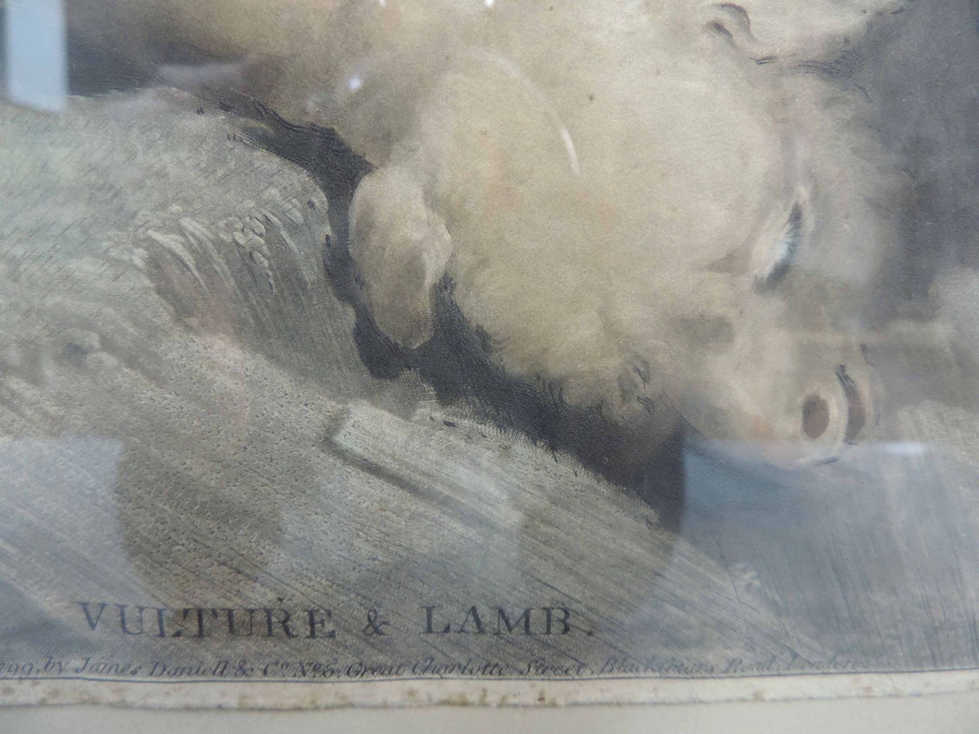James NORTHCOTE (1746 - 1831). Vulture & Lamb.48 cm x 61 cm das Blatt. Bezeichnet: "Painted by J. - Bild 6 aus 8