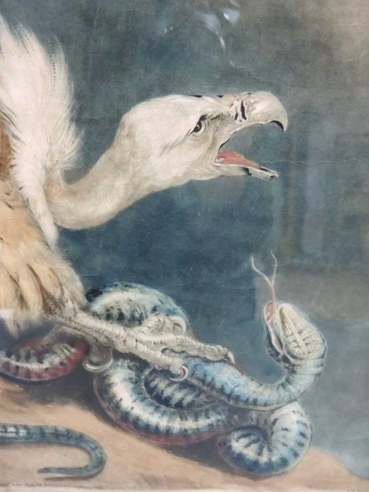 James NORTHCOTE (1746 - 1831). Vulture & Snake. 48 cm x 40 cm das Blatt. Bezeichnet: "J. Northcote - Bild 2 aus 7