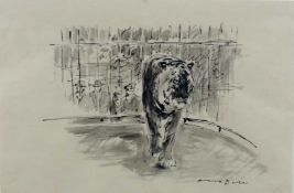 Otto DILL (1884 - 1957). Tiger im Zoo Hellabrunn. 268 mm x 407 mm. Lavierte Tuschfederzeichnung.