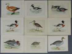 George FAWCETT (1877 - 1944). 9 Stahlstiche. Vögel. 20 cm x 28 cm der Ausschnitt. George FAWCETT (