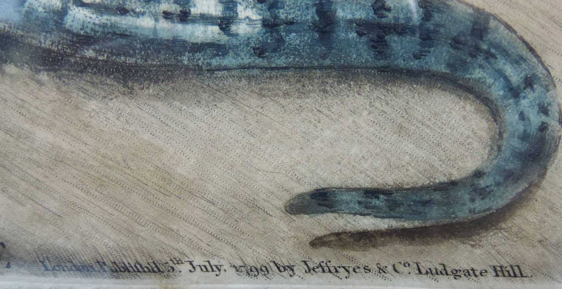 James NORTHCOTE (1746 - 1831). Vulture & Snake. 48 cm x 40 cm das Blatt. Bezeichnet: "J. Northcote - Bild 5 aus 7