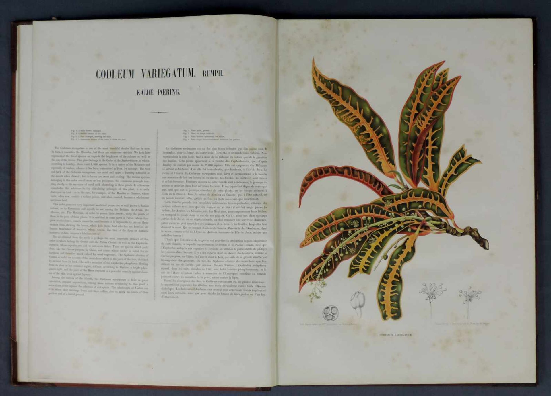 Fleurs fruits et feuillages choisis de l'ile de Java. Ausgabe von 1866. 56,5 cm x 41 cm. Deluxe - Image 6 of 10