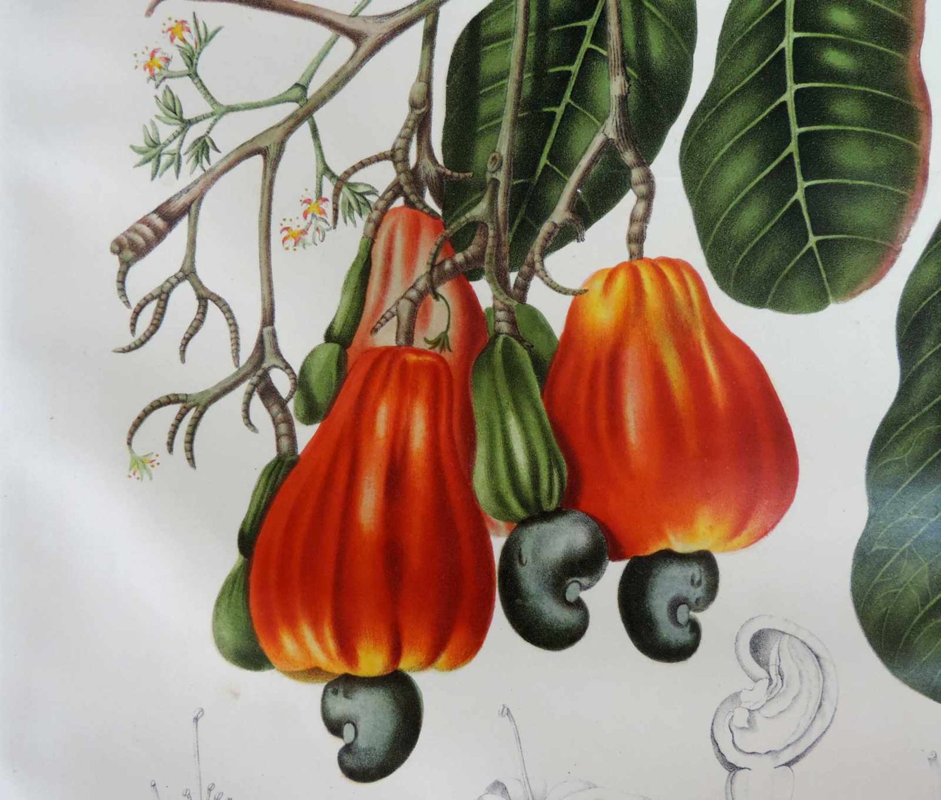 Fleurs fruits et feuillages choisis de l'ile de Java. Ausgabe von 1866. 56,5 cm x 41 cm. Deluxe - Image 8 of 10