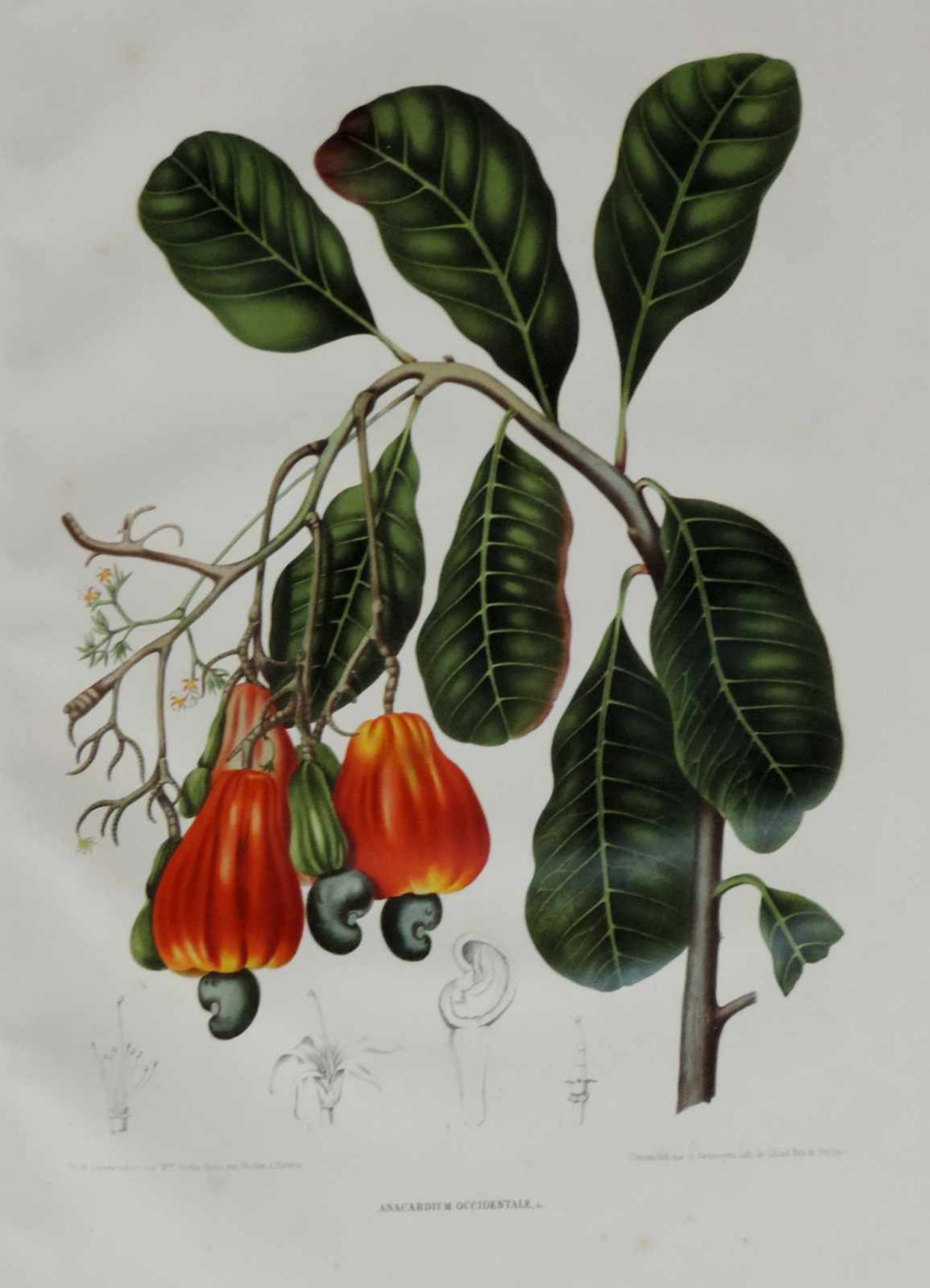 Fleurs fruits et feuillages choisis de l'ile de Java. Ausgabe von 1866. 56,5 cm x 41 cm. Deluxe - Image 10 of 10