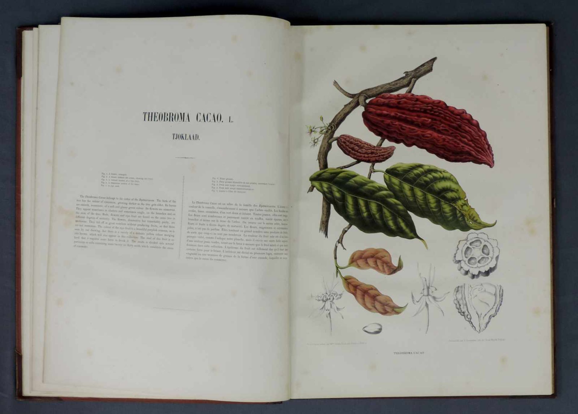 Fleurs fruits et feuillages choisis de l'ile de Java. Ausgabe von 1866. 56,5 cm x 41 cm. Deluxe - Image 7 of 10