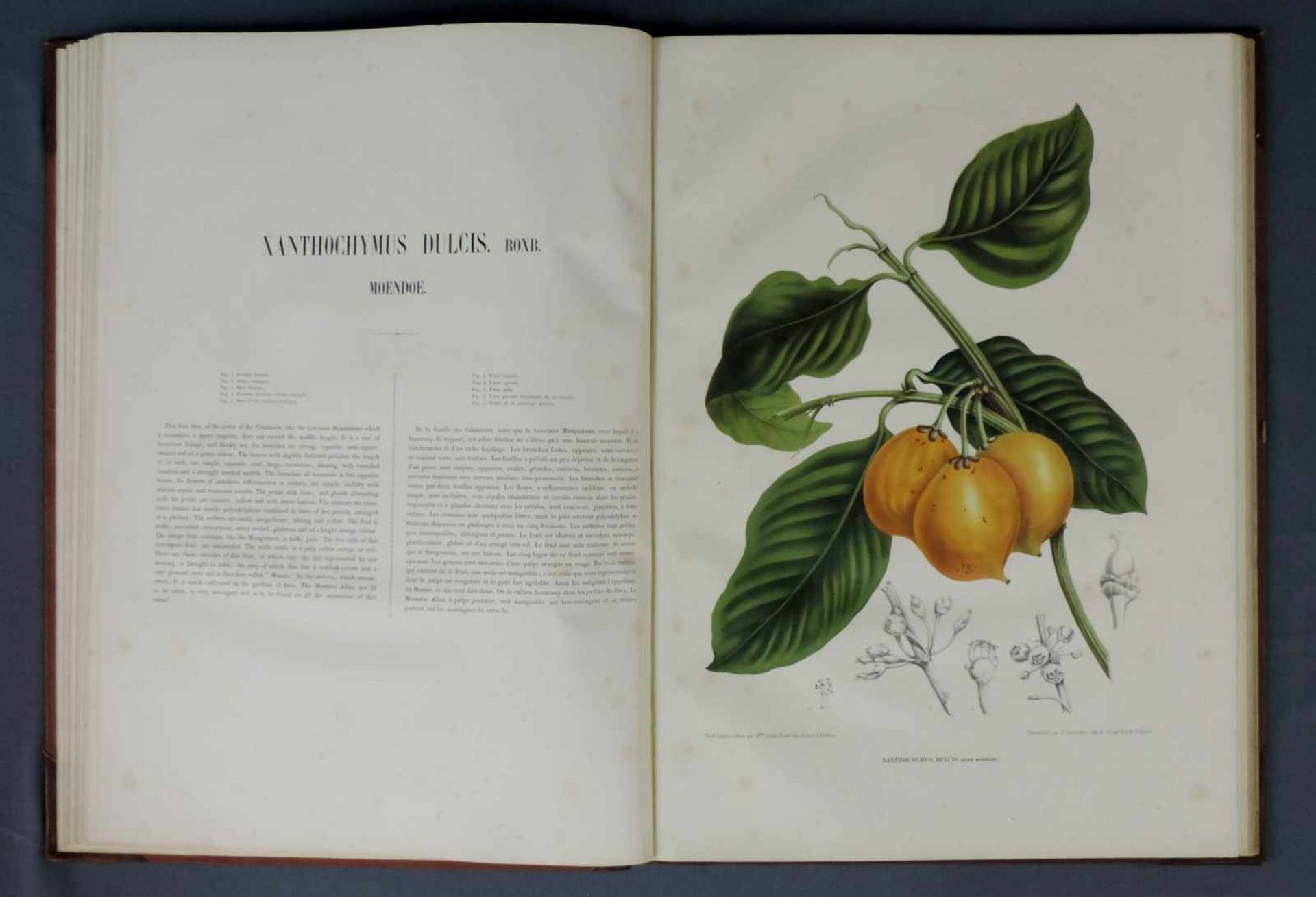 Fleurs fruits et feuillages choisis de l'ile de Java. Ausgabe von 1866. 56,5 cm x 41 cm. Deluxe - Image 3 of 10