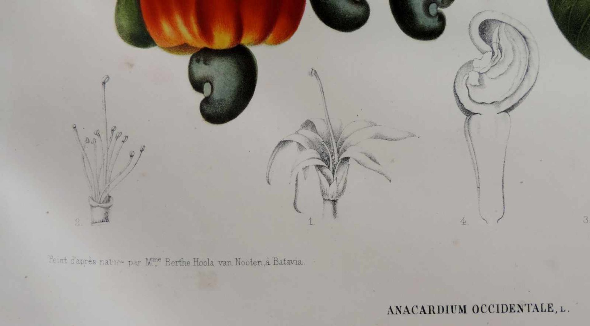 Fleurs fruits et feuillages choisis de l'ile de Java. Ausgabe von 1866. 56,5 cm x 41 cm. Deluxe - Image 9 of 10