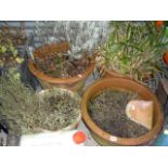 Three large terracotta planter with plants, plus a further three planters (by back doors)