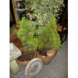 Three terracotta planters, two with fir trees, the second with trailing ivy (end of aisle)