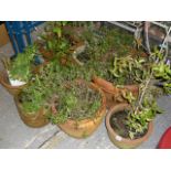 Eight terracotta and earthenware planters with various plants within, including cacti (garage by