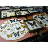 A lepidopterist's collection of mounted butterflies in six cases, one pair with roundels