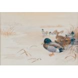 JOHN CYRIL HARRISON

(England 1898 - 1985)



DUCK IN A POND

Watercolour and pencil on paper, cm.