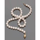 CHOKER to a thread of pearls with lock in yellow gold 18 kts., to circular outline. Pearls mm. 7.