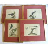 Two coloured engravings of bird illustrations by William Hayes from Portraits of Rare and Curious