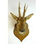 Taxidermy: the head of a young red deer stag, mounted on an oak shield, 25 by 36 by 56cm high.