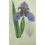 Joseph Paxton: 'Paxton's Magazine of Botany, and Register of Flowering Plants Volume the First,