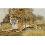 Rama Samaraweera (Welsh, b. 1927): 'Tiger', watercolour, signed lower right, 30 by 48cm.