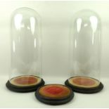 A pair of Victorian glass domes, 21 by 49cm, and ebonised bases with velvet, and a further base.