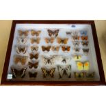 A collection of European butterflies and British moths, mounted in three glazed cabinets.