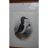 John Gould (1804-1881), Common Guillemot, watercolour and pencil, 54cm x 36cm.