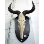 Two similar kudu skull and horns, early 20th century, mounted on an ebonised wooden shield back,