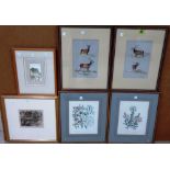 Charles Stanley Todd (early 20th century), Studies of stags, a pair of watercolours, one signed,