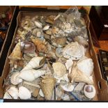 A large quantity of assorted sea shells, (qty).