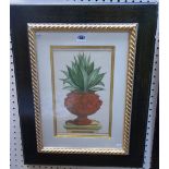 Continental School, Studies of Cacti, a set of three modern reproduction prints,