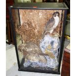 Taxidermy; Peregrine falcons, cased.