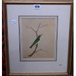 Circle of William Hayes, Yellow browed Bulbul, watercolour on silk, 22cm x 17cm.