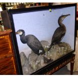 Taxidermy; a male and a female cormorant set against a rocky backdrop, in a glazed case, 112cm wide.