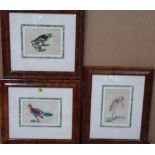 A group of three 19th century engravings of exotic birds with hand colouring,