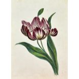 Circle of Edward Lear, A flower study of a tulip, watercolour,