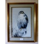 Brian BOWHILL (20th century) - A framed and glazed mixed media study of a Peregrine falcon,