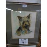 A framed and glazed pastel study of a Yorkie dog signed Ursula White lower right and dated 82 est: