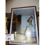 Taxidermy interest: A glazed case containing a blue tit mid flight with 'snowy' milk bottle est: