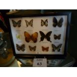 A framed and glazed collection of butterfly specimens est: £30-£50 (J)